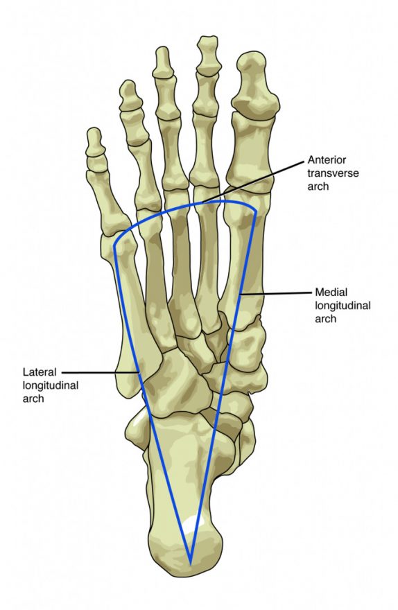 YOUR FEET AND THE IMPORTANCE OF ARCHES Thrive Therapeutics